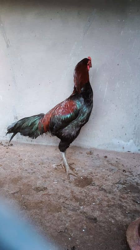 Aseel hens for sale 8