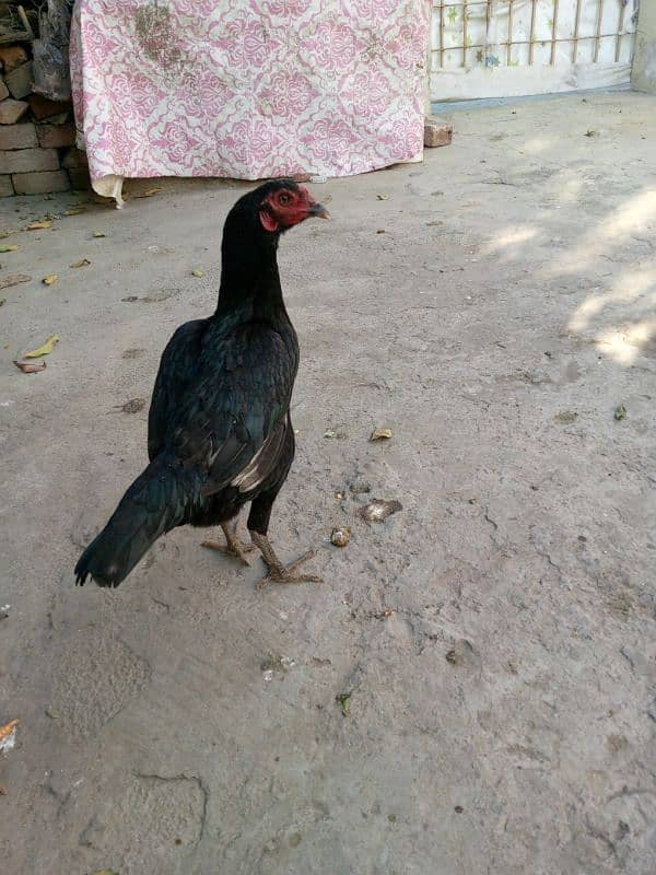 Aseel hens for sale 9