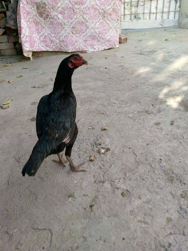 Aseel hens for sale 10