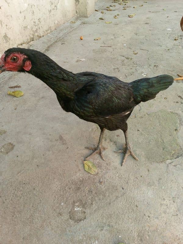 Aseel hens for sale 11