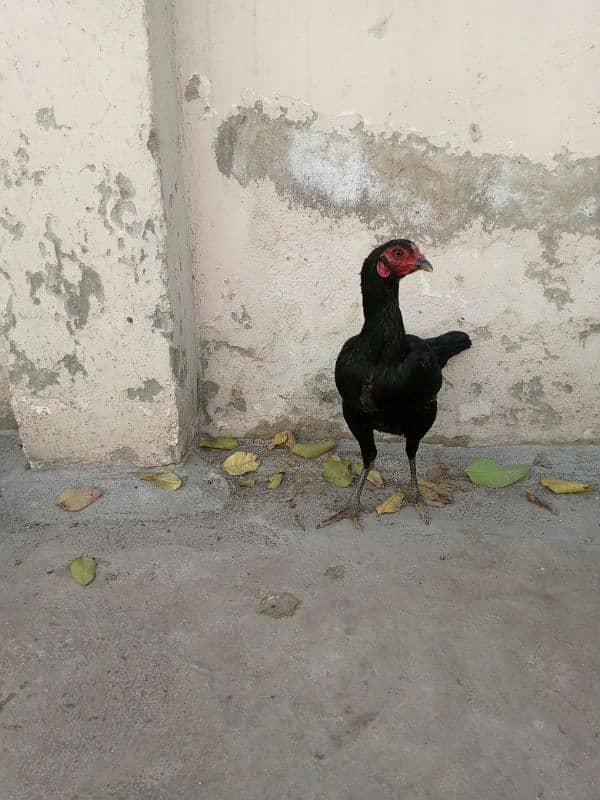 Aseel hens for sale 12