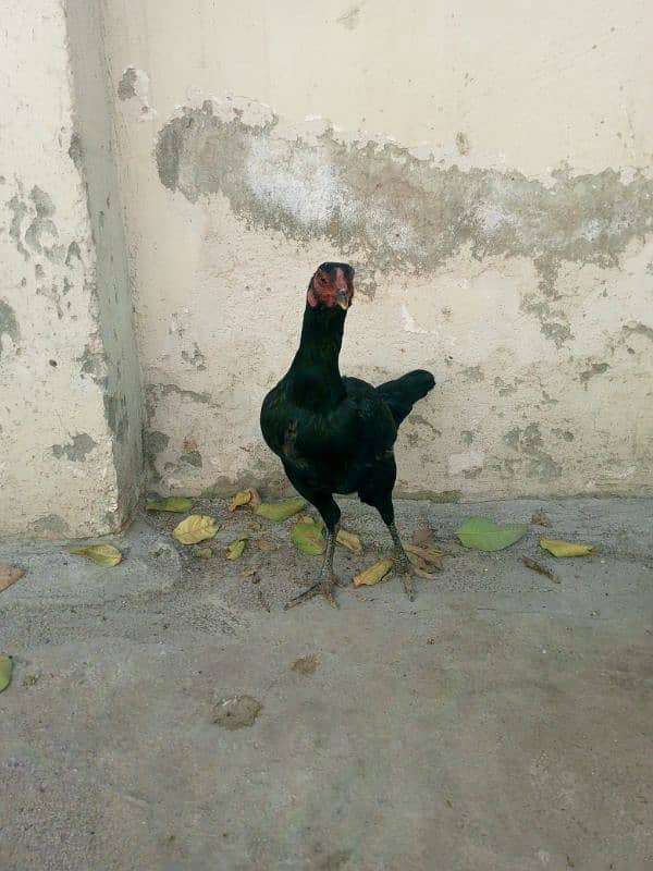 Aseel hens for sale 13