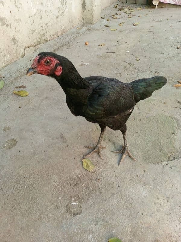 Aseel hens for sale 14