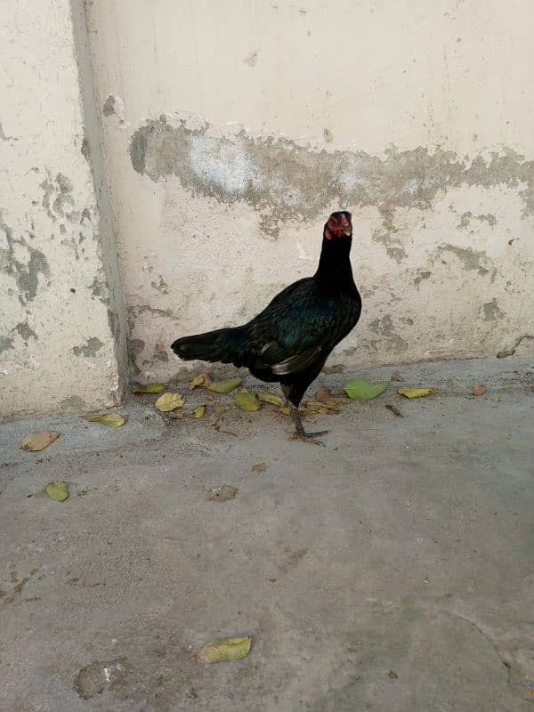 Aseel hens for sale 15