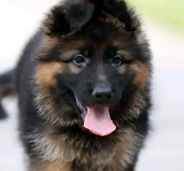 German Shepherd puppies 03262839519 1