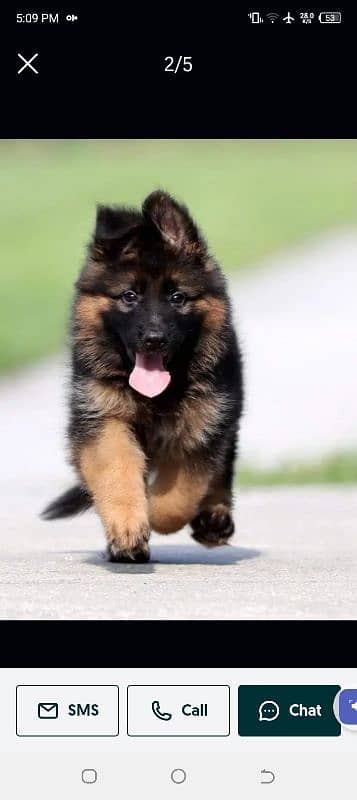 German Shepherd puppies 03262839519 2