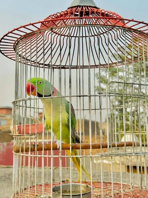 beautiful raw parrot male 18 month age for sale 0