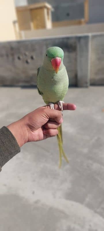 Raw parrot 0