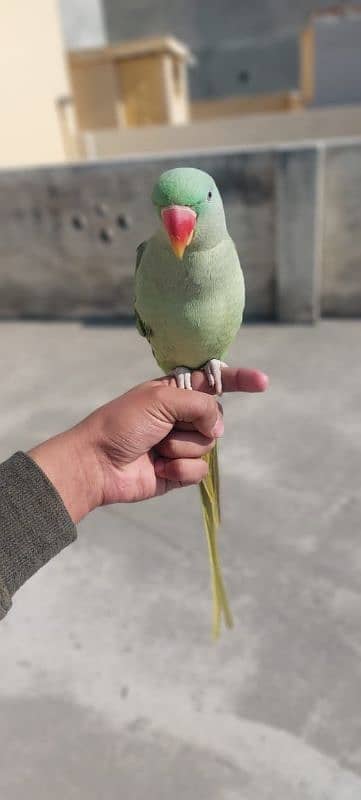 Raw parrot 1