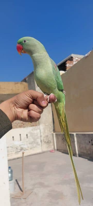 Raw parrot 3