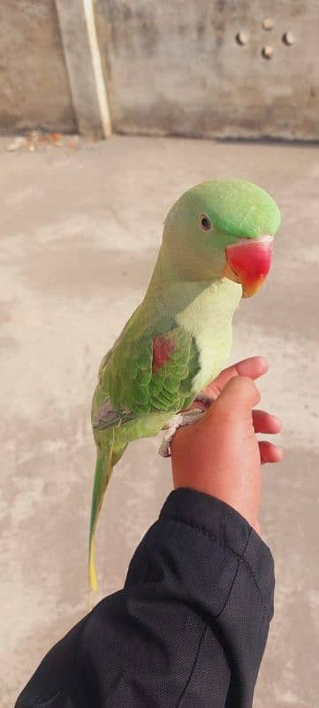 Raw parrot 4