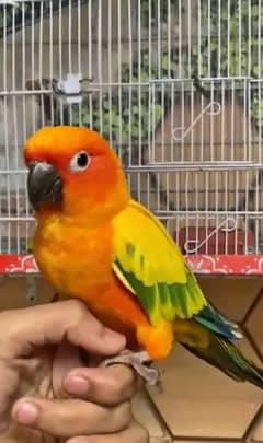 sunconure