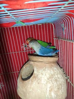 Ready to breed pair lovebirds Fisher blue