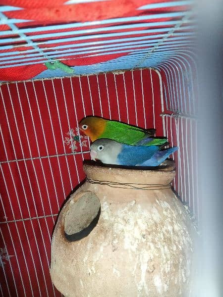 Ready to breed pair lovebirds Fisher blue 1