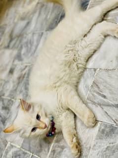 Persian cat for sale call number 03033111458