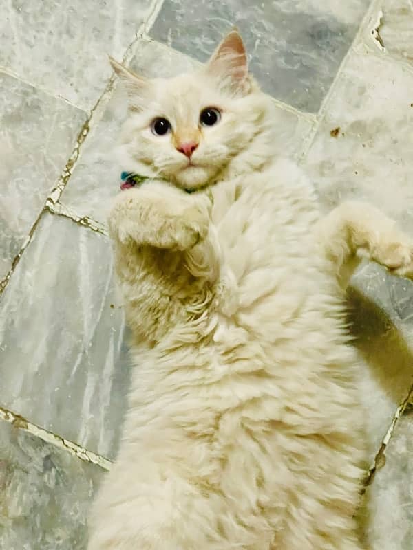 Persian cat for sale call number 03033111458 3