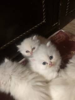 tripple coated persian kitten