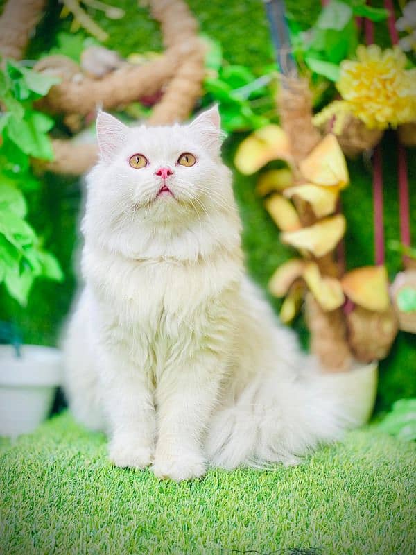 Persian Cats & Kittens 4