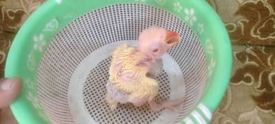 yellow ringneck chick