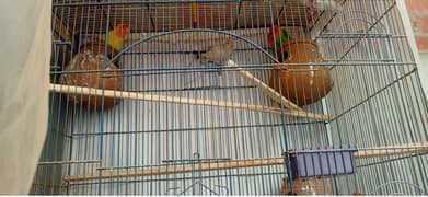 lovebirds, albino,lutino