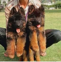 German shepherd puppies Double Coat My Whatsapp number 03479384891