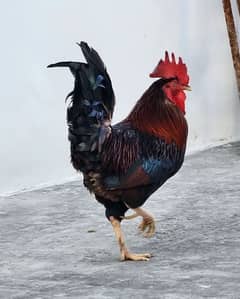 Egg Laying Hen Pair For Sell