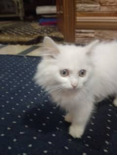 cute baby cat blue eyes cat for sale