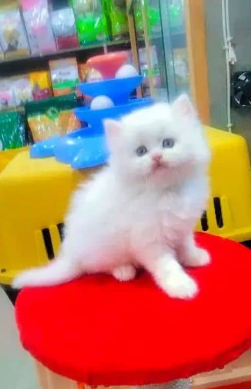 Persian cat for sale male or female my WhatsApp0329=36=83390 0