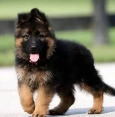 German Shepherd puppies 03262839519