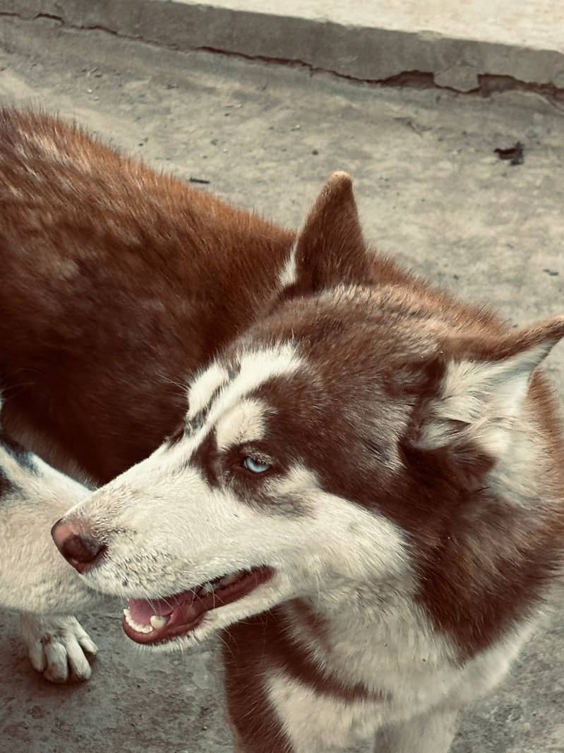 Siberian Husky female for sale (03025830998) 2