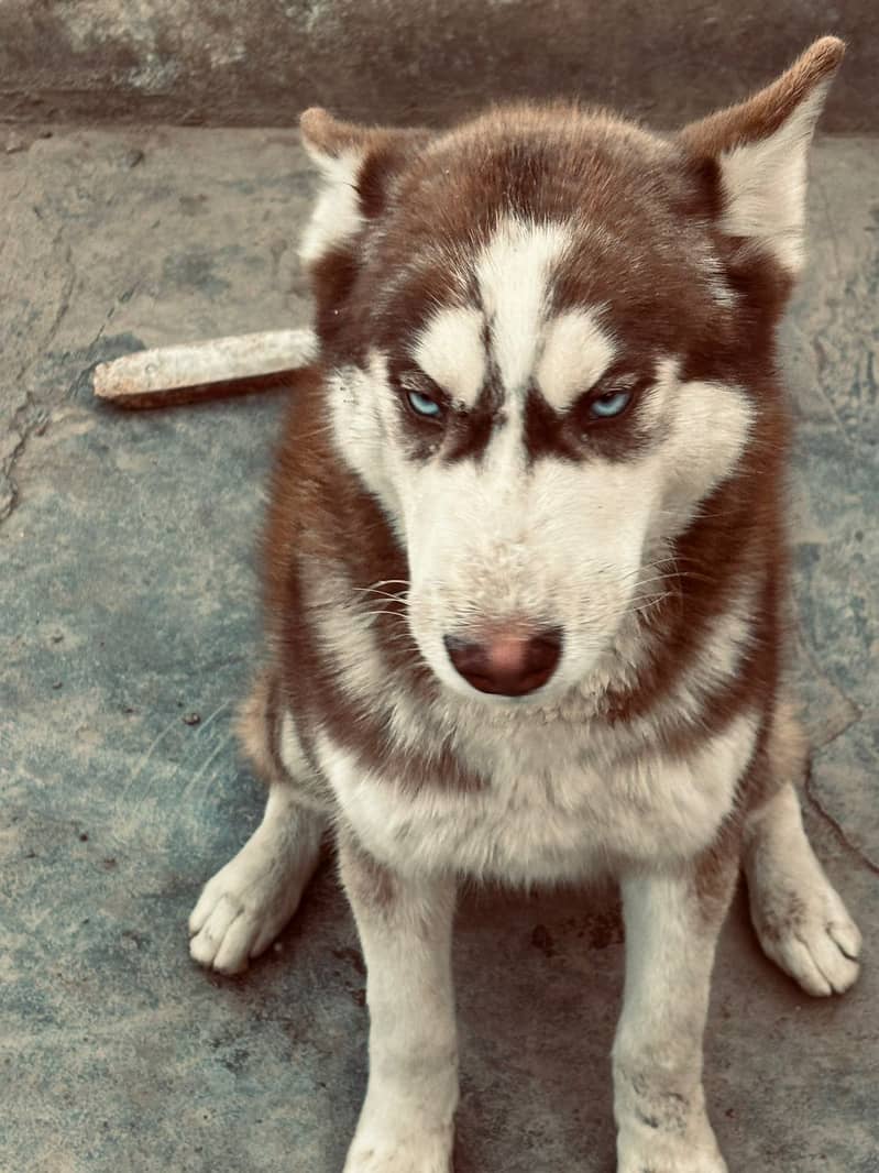 Siberian Husky female for sale (03025830998) 3