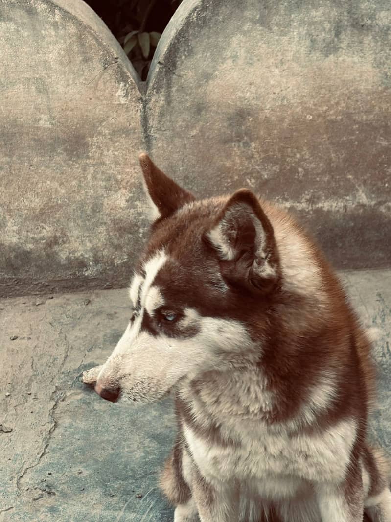 Siberian Husky female for sale (03025830998) 4