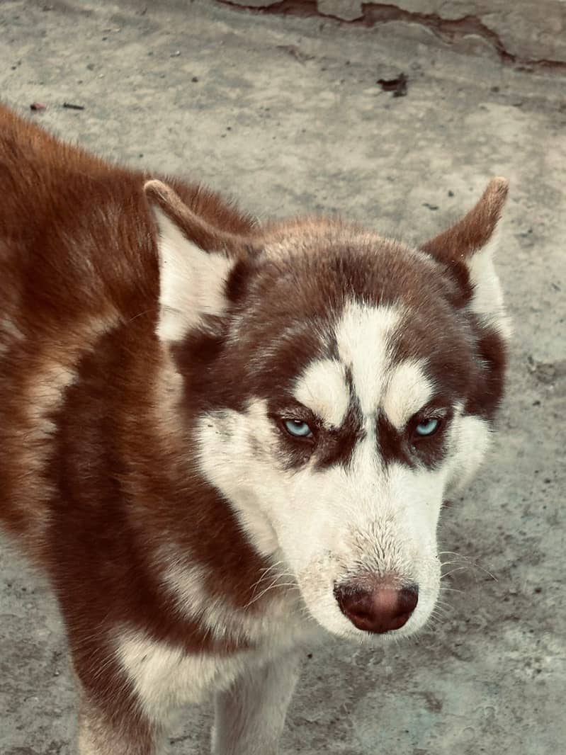 Siberian Husky female for sale (03025830998) 6