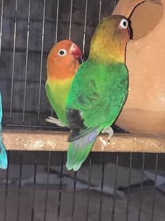 love birds 4 pair with cage