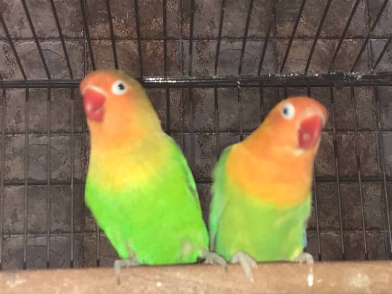 love birds 4 pair with cage 1