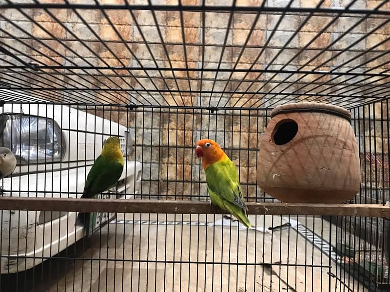 love birds 4 pair with cage 3