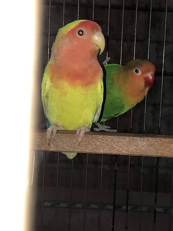 love birds 4 pair with cage 4