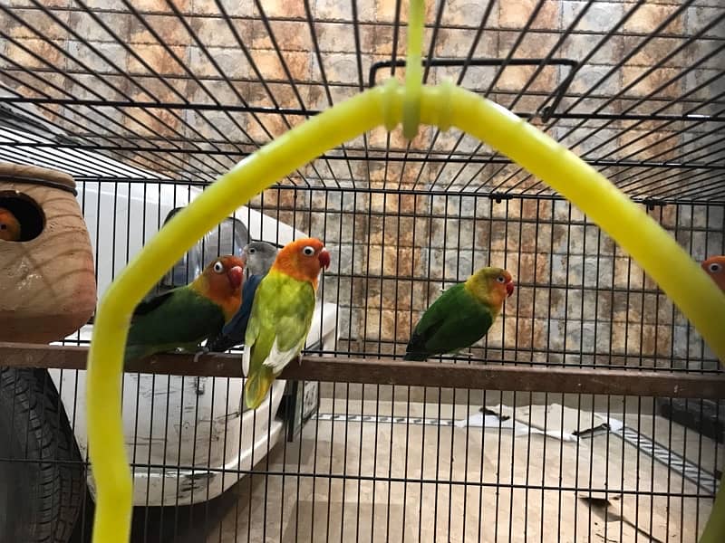 love birds 4 pair with cage 5