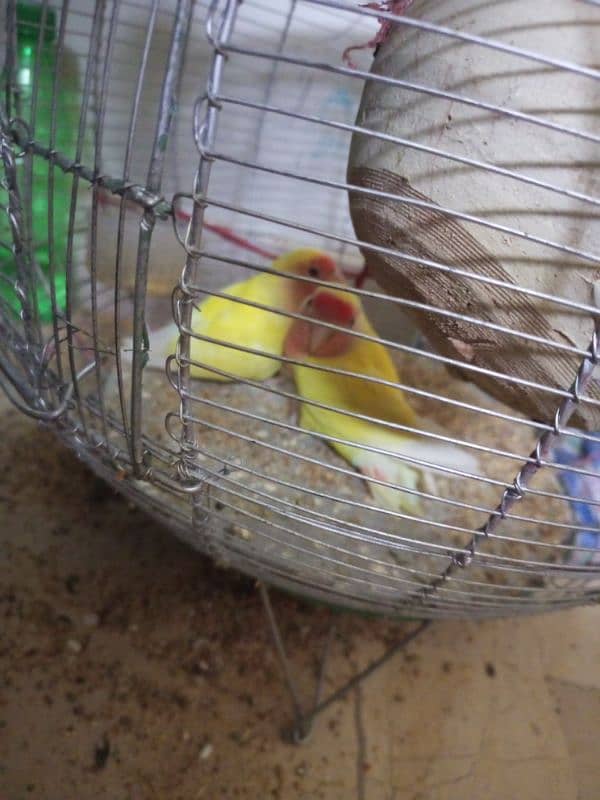 Parrot for sale 1