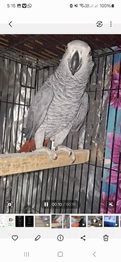 African grey Breedar firnitle male