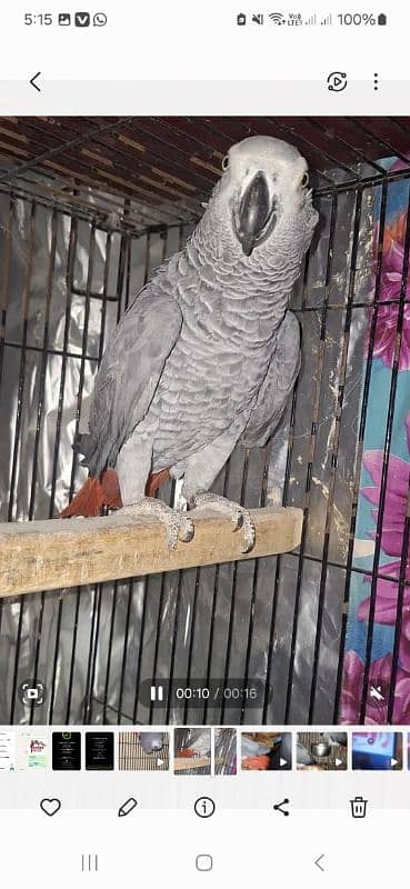 African grey Breedar firnitle male 0