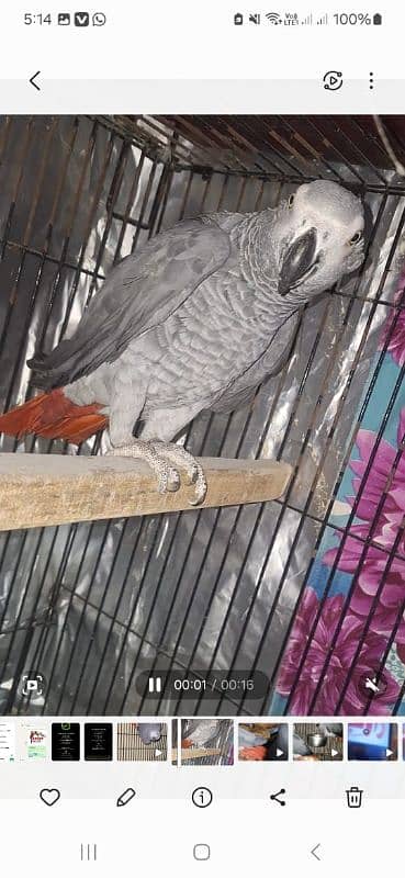 African grey Breedar firnitle male 2