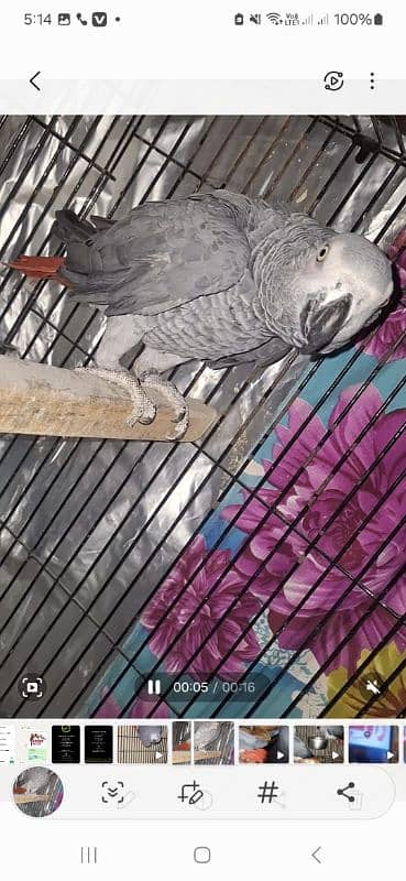 African grey Breedar firnitle male 3