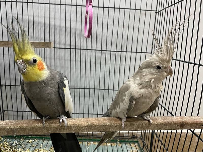 Cocktail pair for sale 0