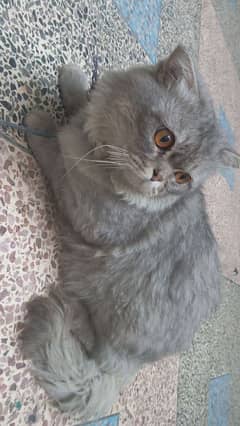 Persian grey cat