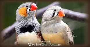 Zebra Finch Colony for Sale 0