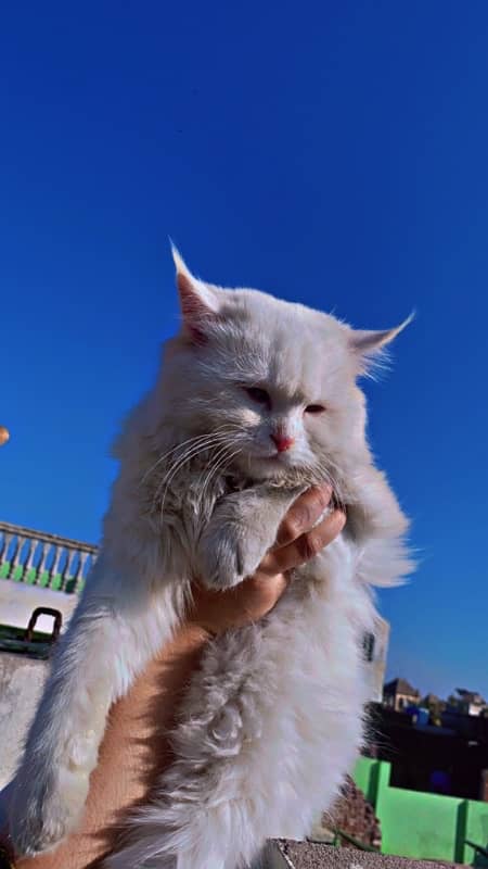 Odd Eyes Male Persian Cat 2