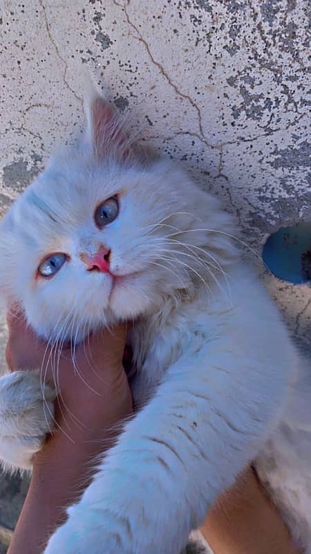 Odd Eyes Male Persian Cat 4