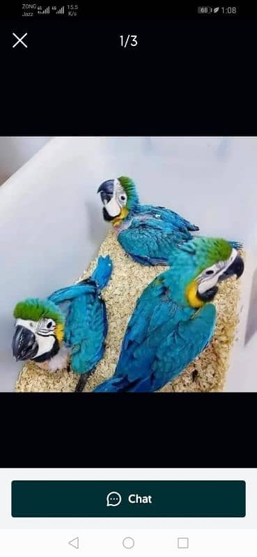 blue macow parrot chicks for sale 03424127503 0