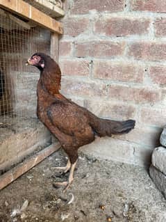 Thai Burmi Female or Pure Thai Chicks and Astalop hens Available